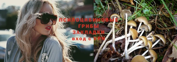 прущие грибы Беломорск